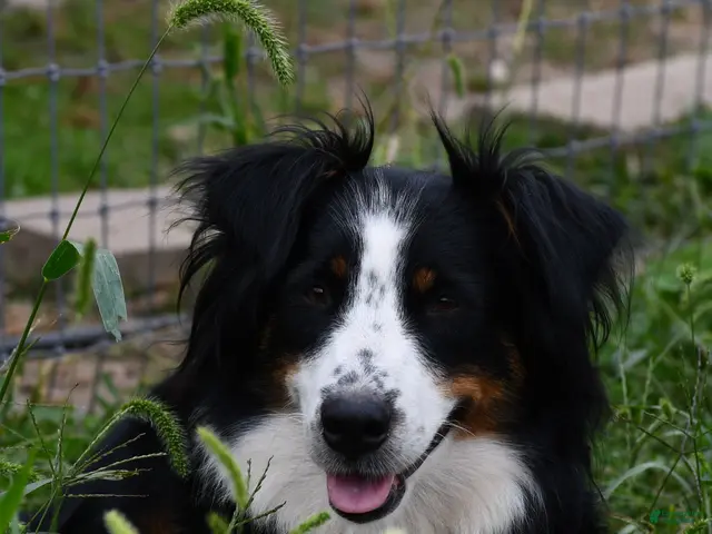 Aussiedoodle dogs for sale: Aussiedoodle 2 - Ad 2