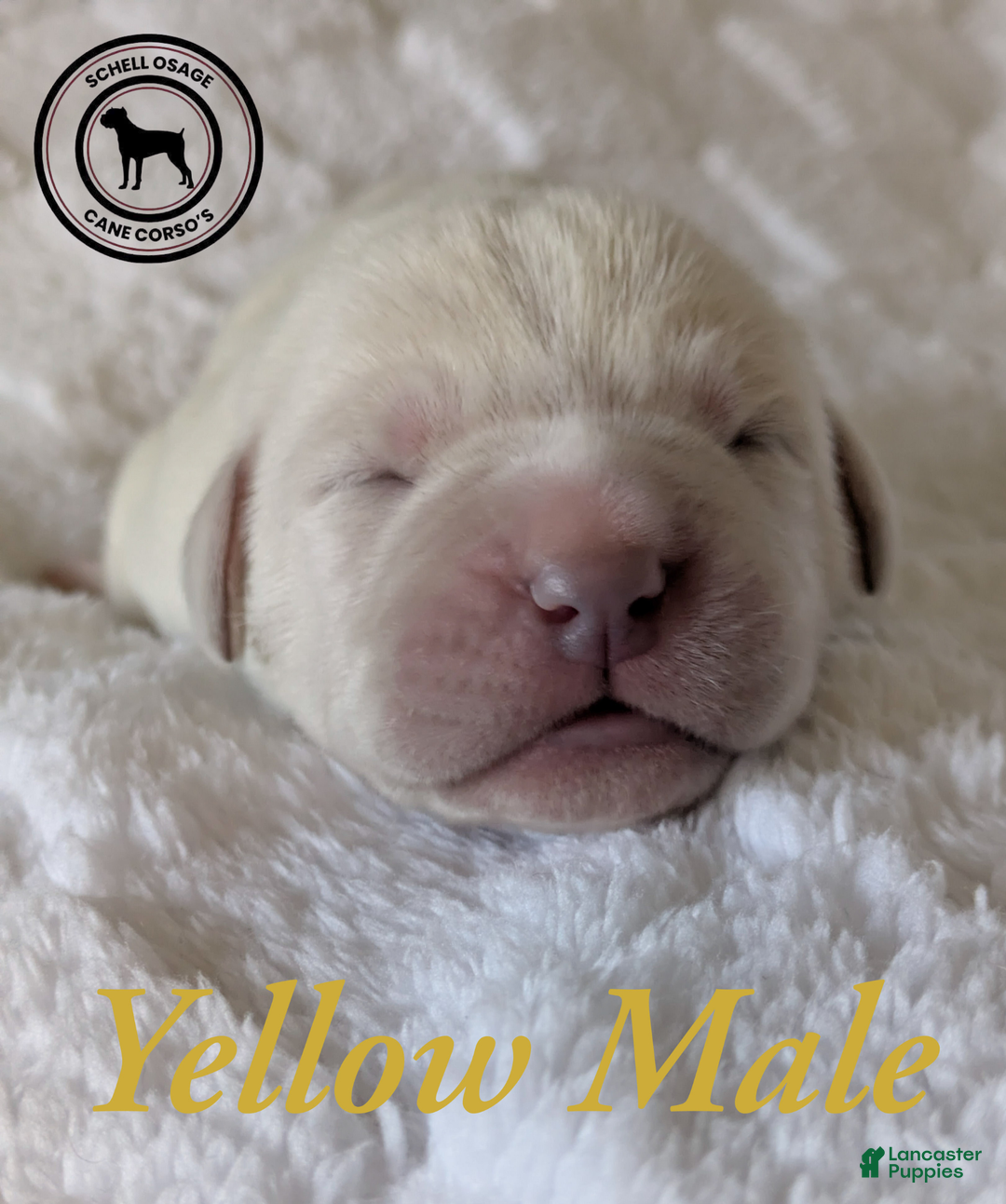 Cane Corso dogs for sale: Yellow  - Ad 5