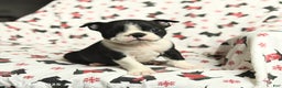 Boston Terrier dogs for sale: James   - Ad 3
