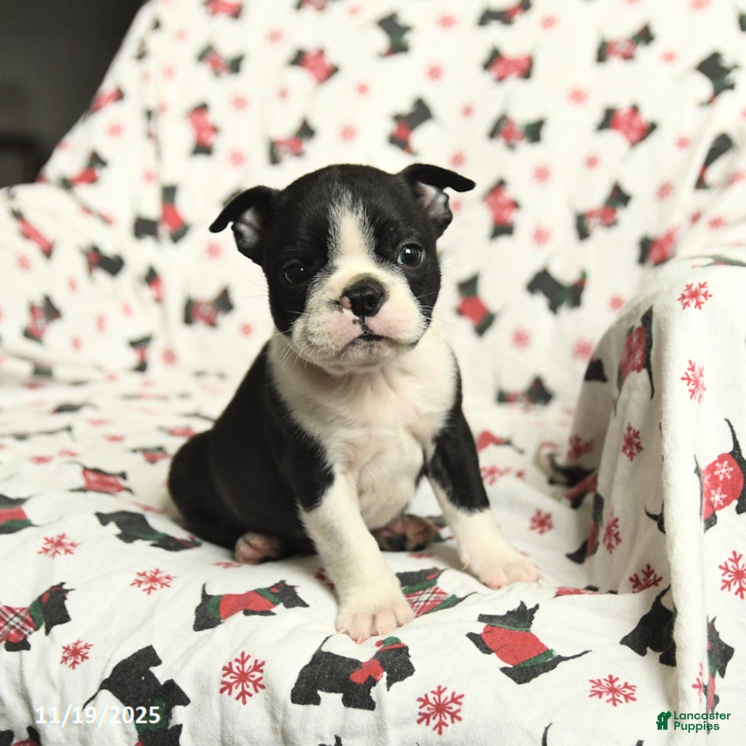 Boston Terrier dogs for sale: James   - Ad 3