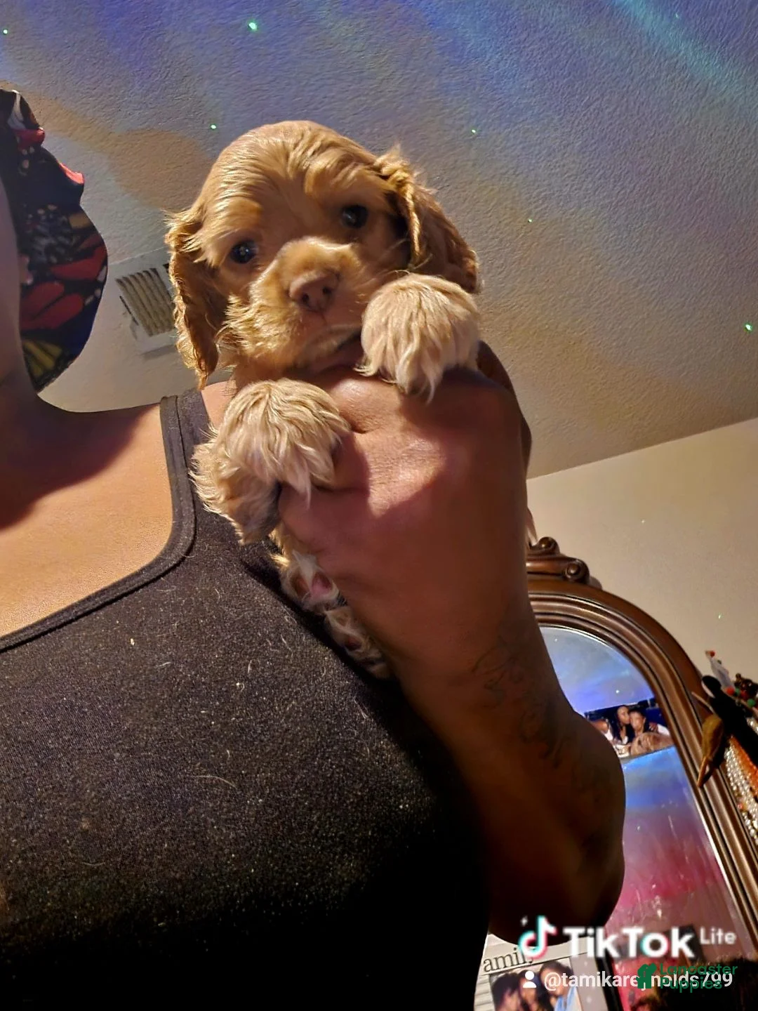 Cocker Spaniel dogs for sale: Cocker Spaniel 2 - Ad 2