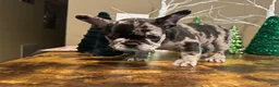 French Bulldog dogs for sale: French Bulldog Puppy 2 - Ad 10