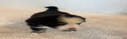 Bernese Mountain Dog dogs for sale: Sunny - Ad 4