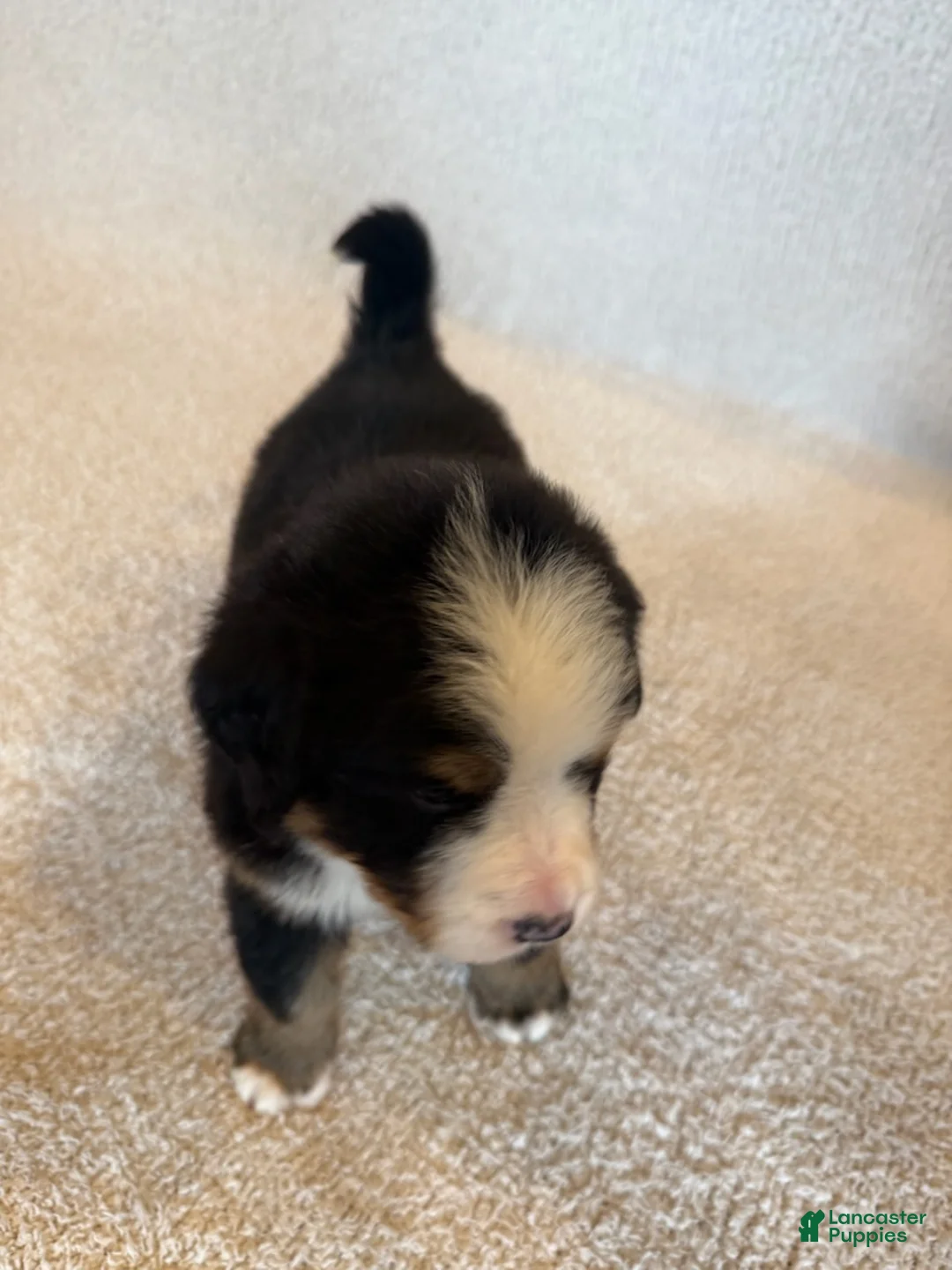 Bernese Mountain Dog dogs for sale: Sunny - Ad 4