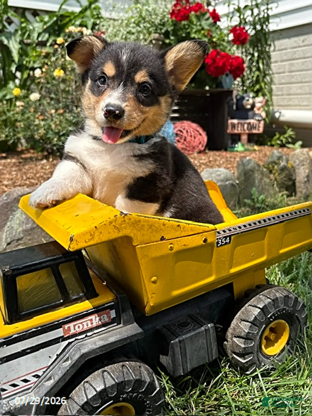 Welsh Corgi Pembroke dogs for sale: Newton - Ad 1