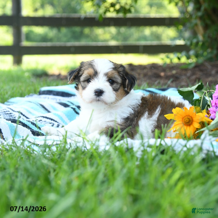 Mixed Breed dogs Marley - Ad 2