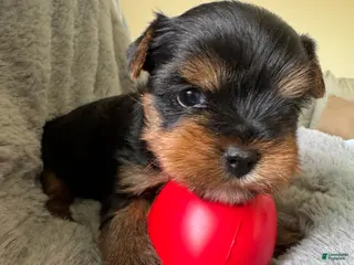 Yorkshire Terrier dogs Yorkshire Terrier Puppy 3 - Ad 14