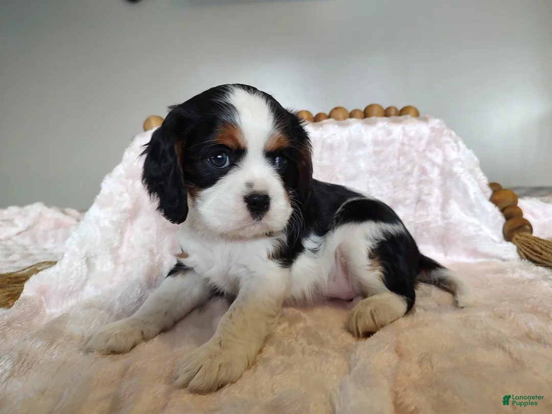 Cavalier King Charles Spaniel dogs for sale: Daisy  - Ad 2