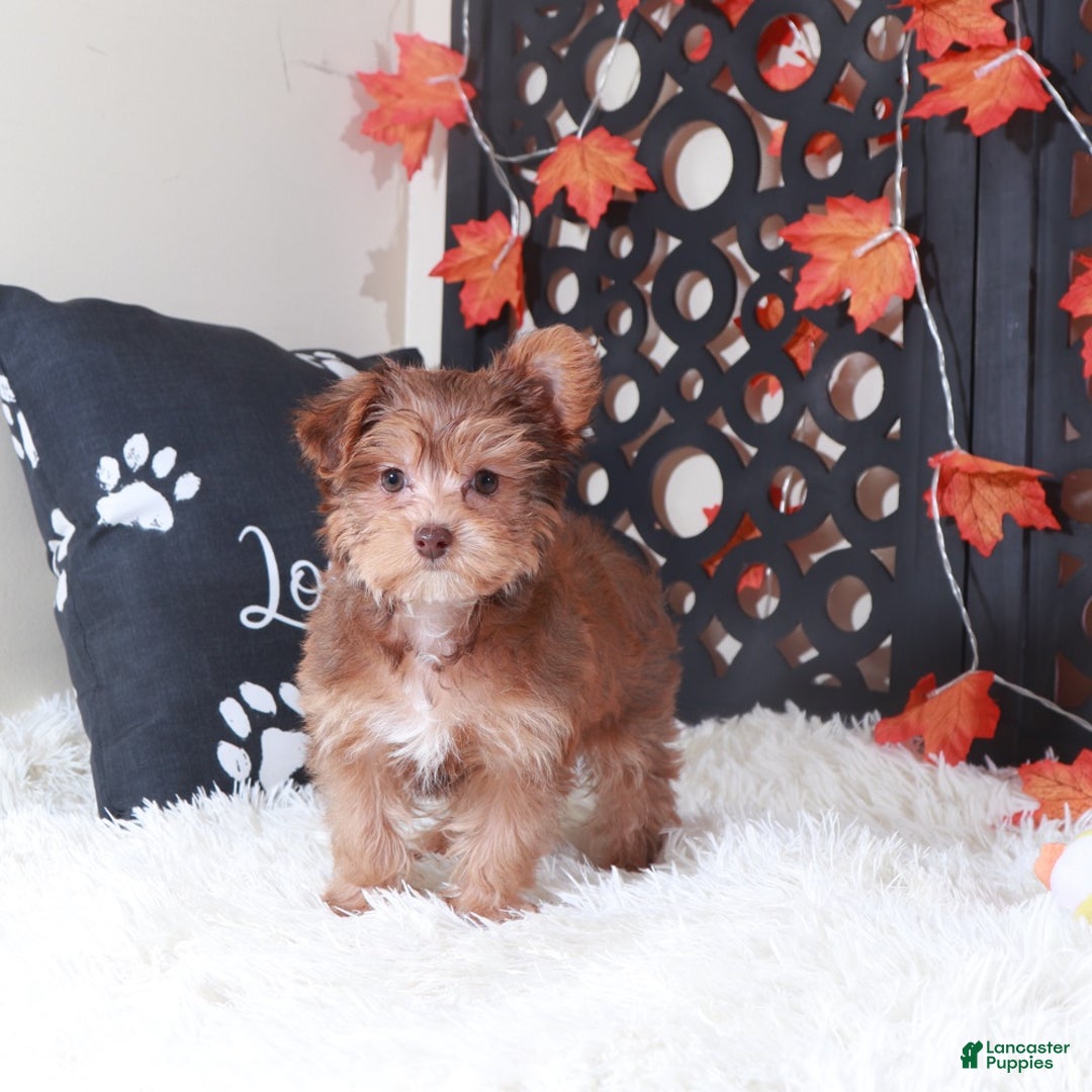 Yorkiepoo dogs for sale: Suzie-Q - Ad 3
