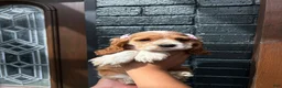Cocker Spaniel dogs for sale: 💗🌸✨  Aurora ✨🌸💗 - Ad 3