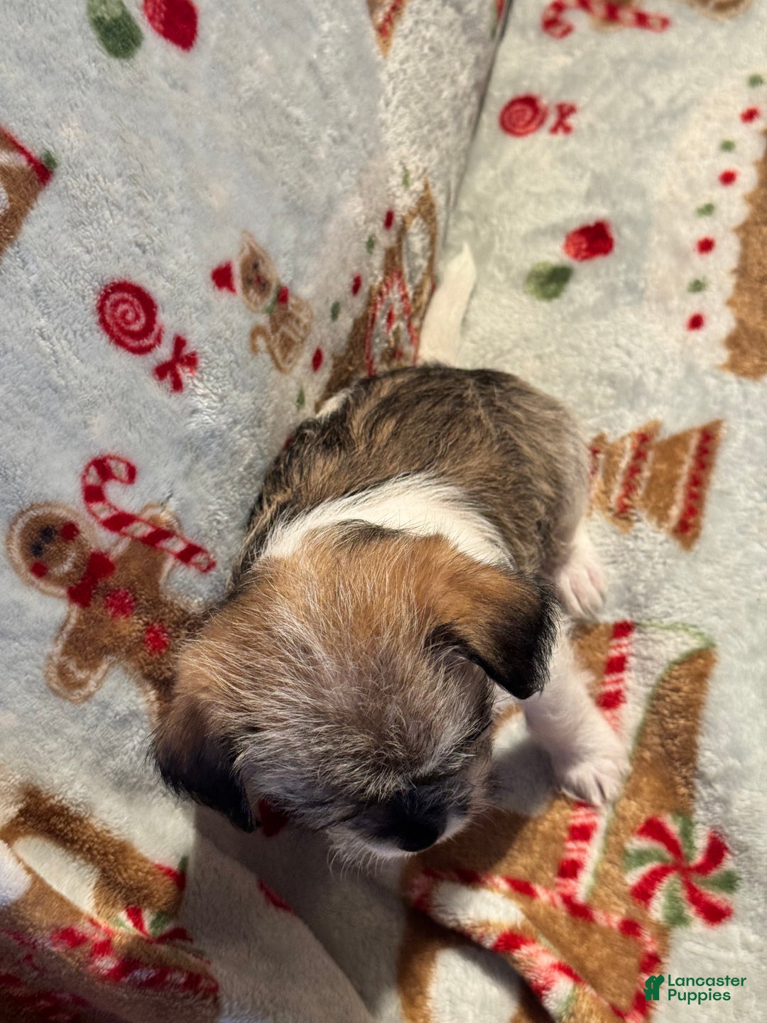 Mixed Breed dogs for sale: Rocky - Ad 5