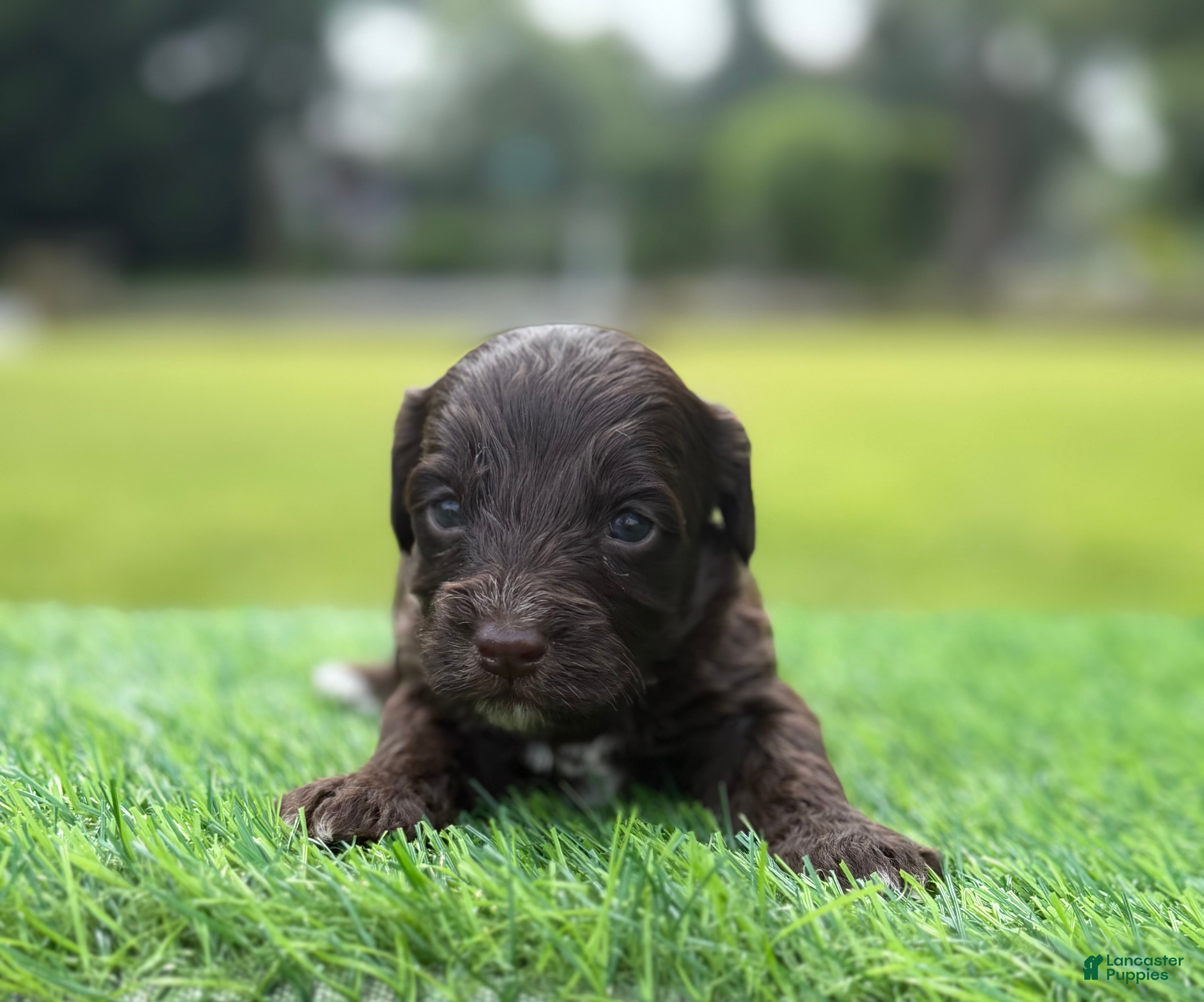 Cockapoo dogs Nixon - Ad 2