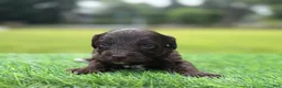 Cockapoo dogs for sale: Nixon - Ad 2