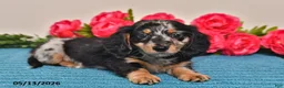 Miniature Dachshund dogs for sale: Rascal - Ad 4
