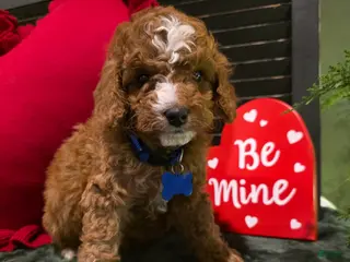 Mini Bernedoodle dogs Bluey - Ad 4