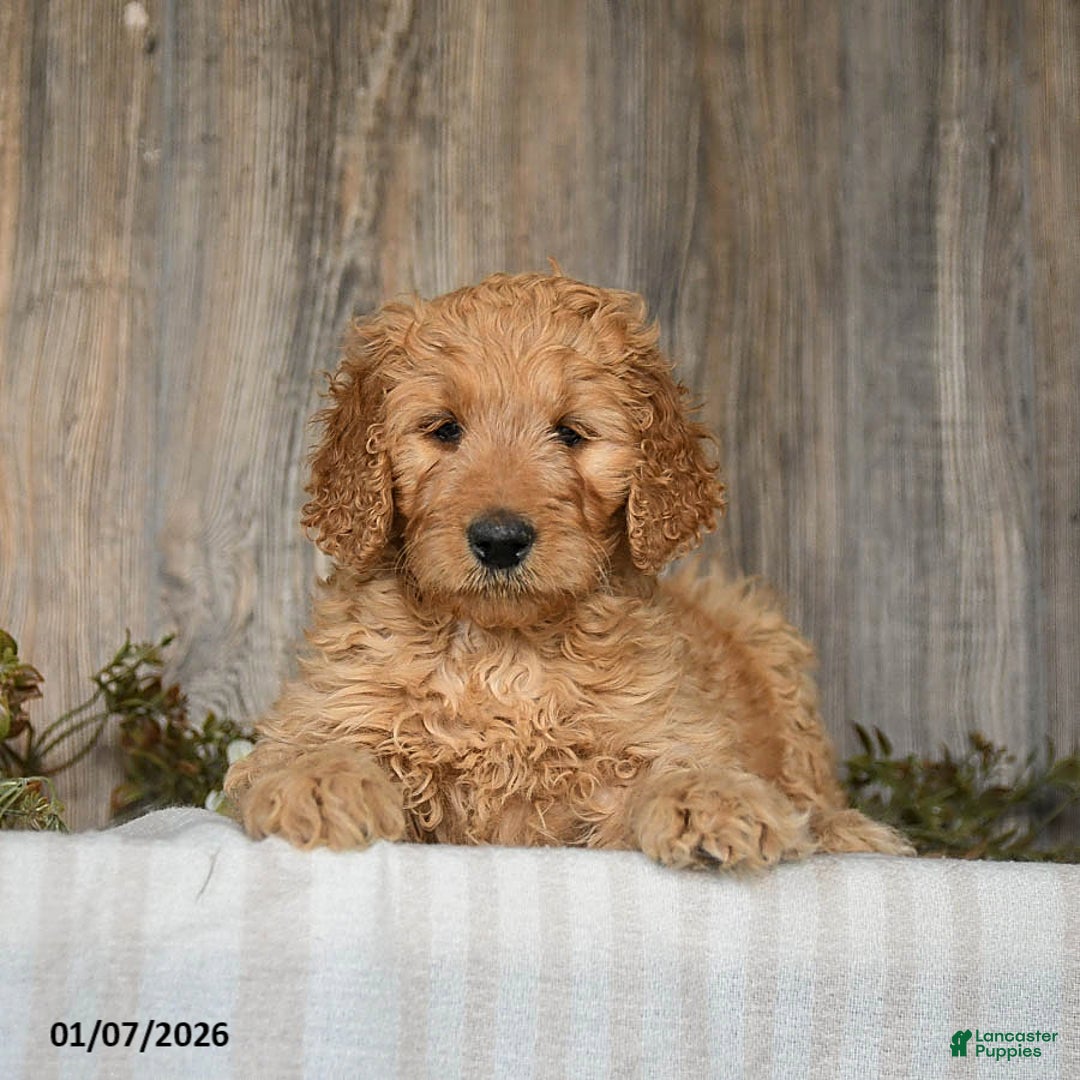 Goldendoodle dogs for sale: Ember - Ad 3
