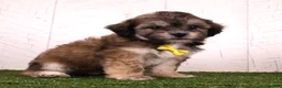 Teddy Bear dogs for sale: Cade - Ad 3