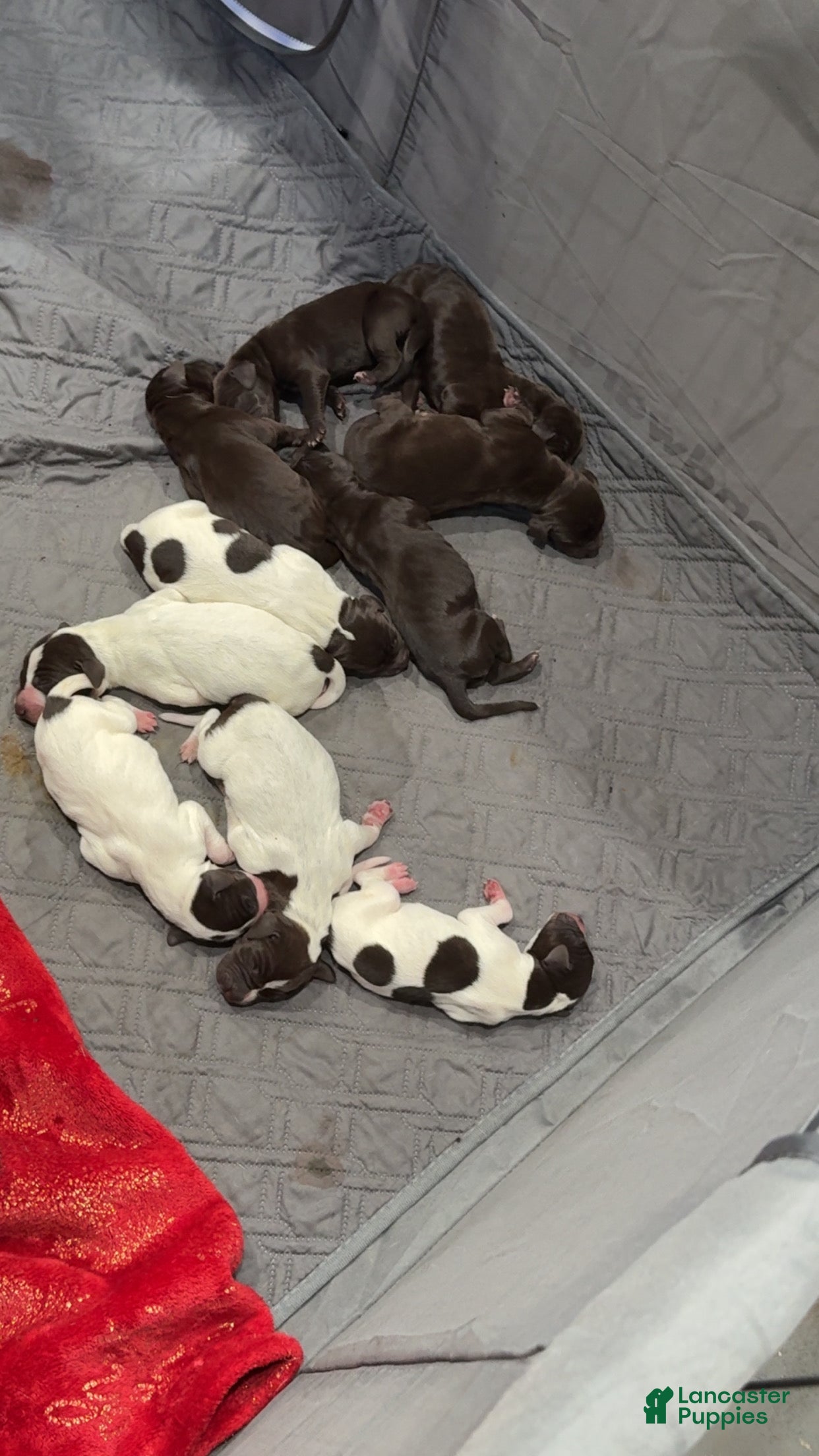 German Shorthaired Pointer dogs German Shorthaired Pointer Puppy 9 - Ad 4