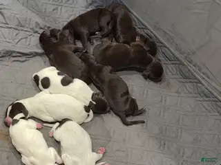 German Shorthaired Pointer dogs German Shorthaired Pointer Puppy 9 - Ad 4