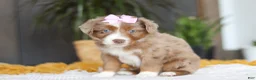 Australian Shepherd dogs for sale: Oz - Ad 3