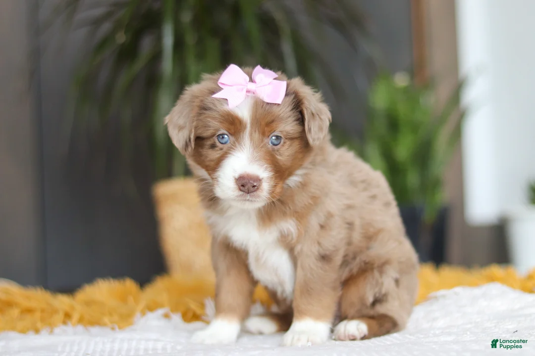 Australian Shepherd dogs for sale: Oz - Ad 3