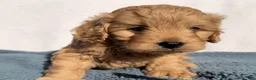 Cavapoo dogs for sale: Rusty - Ad 5