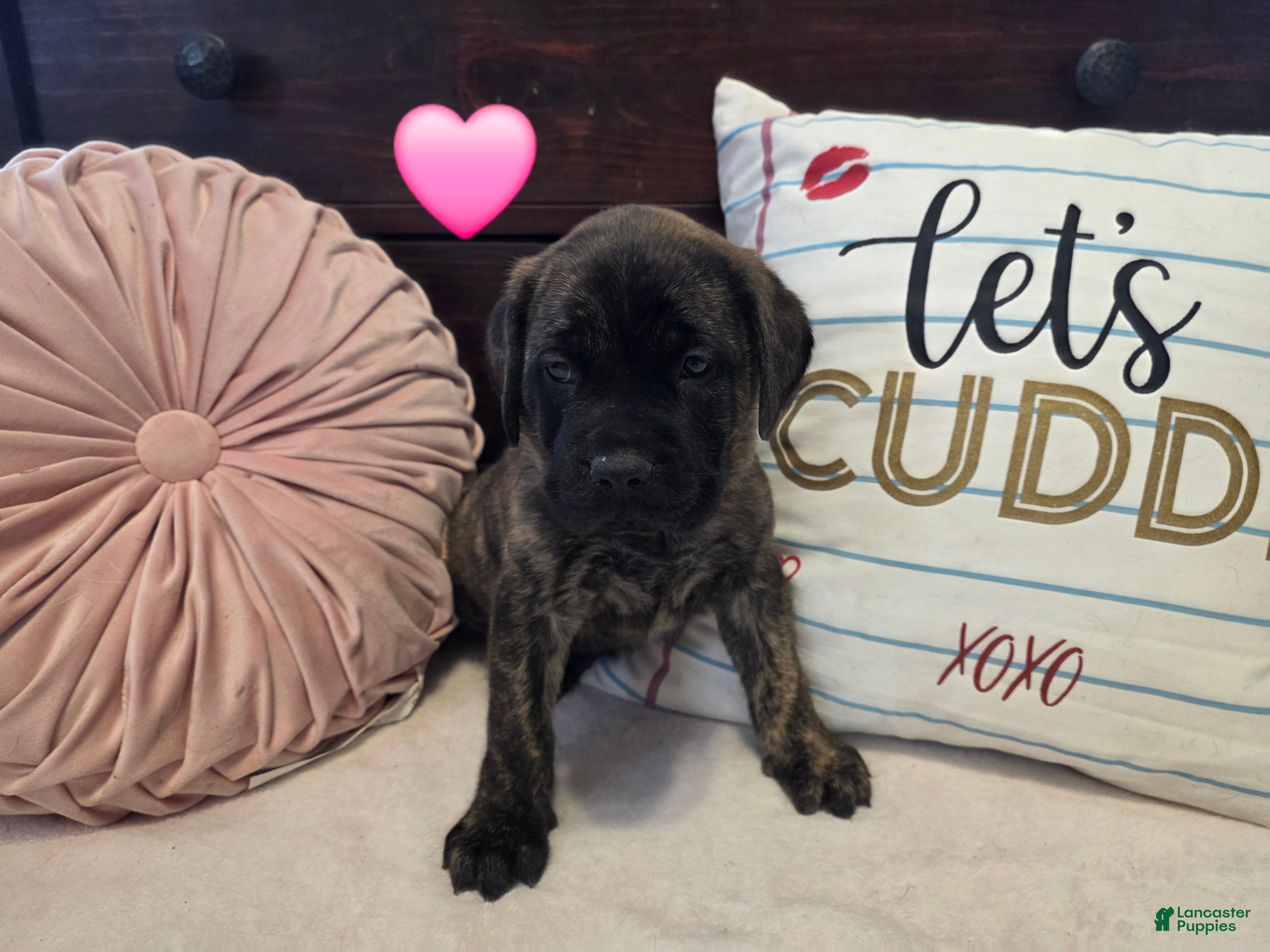 English Mastiff dogs Pink Collar - Ad 26