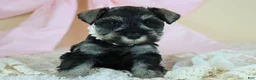 Miniature Schnauzer dogs for sale: Rayne | Miniature Schnauzer - Ad 10