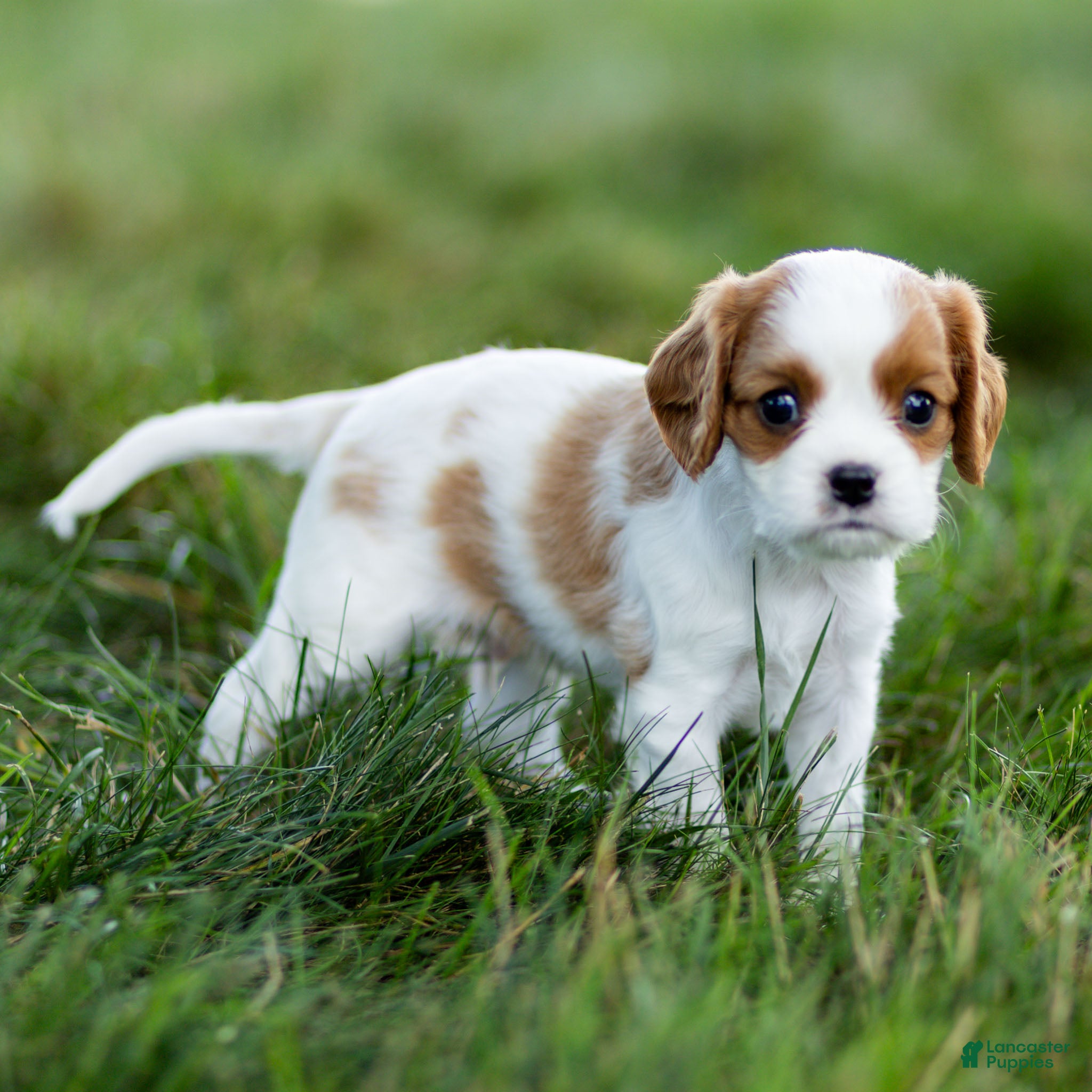 Cavalier King Charles Spaniel dogs Fitz Cavalier King Charles Spaniel  - Ad 1