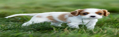 Fitz Cavalier King Charles Spaniel 