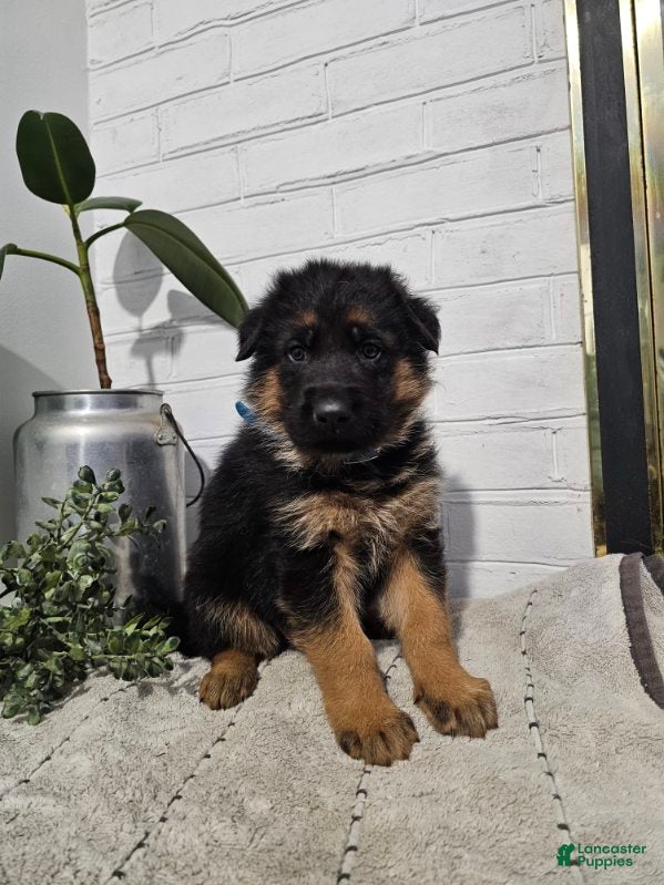 German Shepherd dogs Ranger - Ad 1