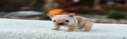 French Bulldog dogs for sale: Jill - Cream - Ad 6