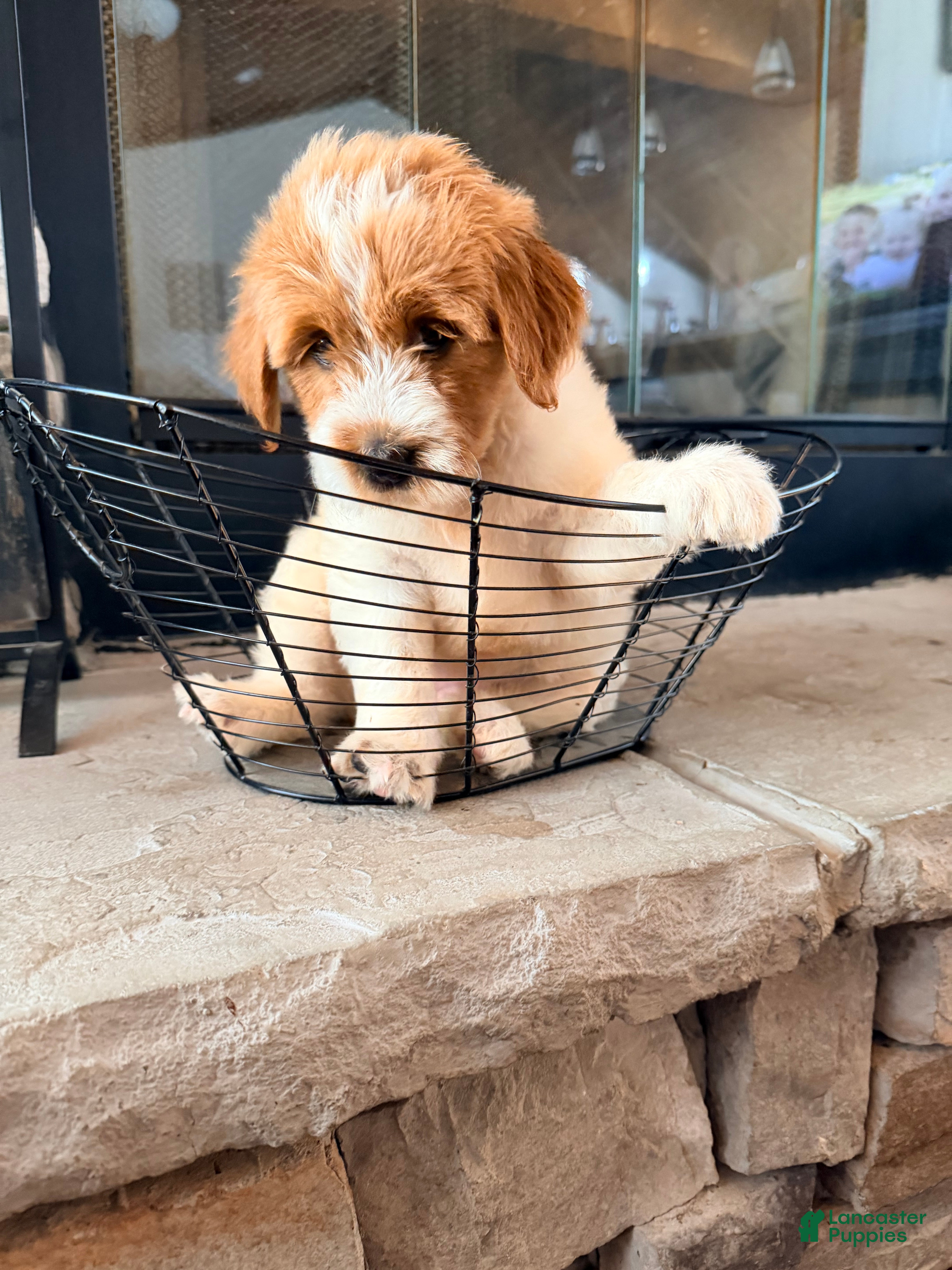 Mini Goldendoodle dogs Mini Goldendoodle 5 - Ad 2
