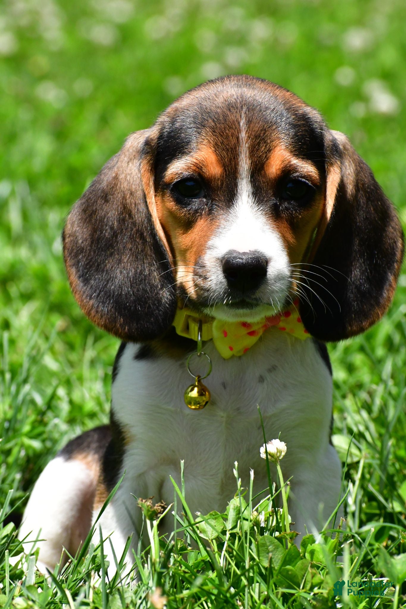 Beagle dogs Veronica - Ad 1