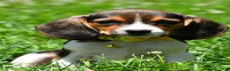 Beagle dogs for sale: Veronica - Ad 1