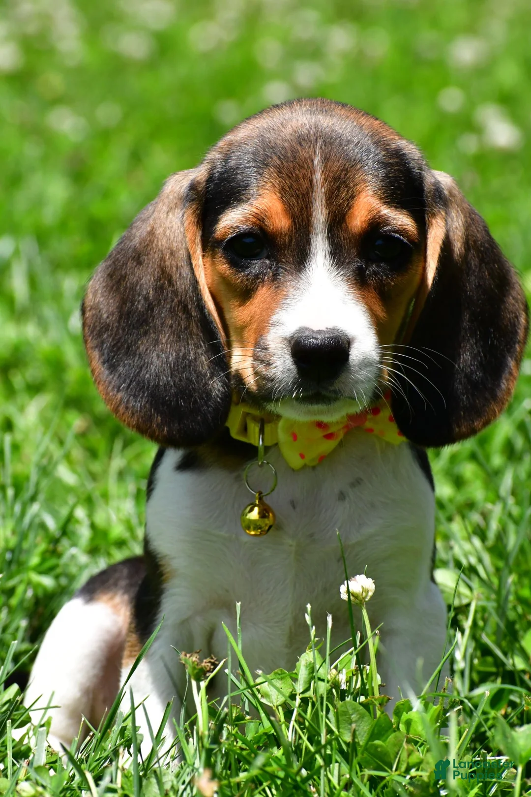 Beagle dogs for sale: Veronica - Ad 1