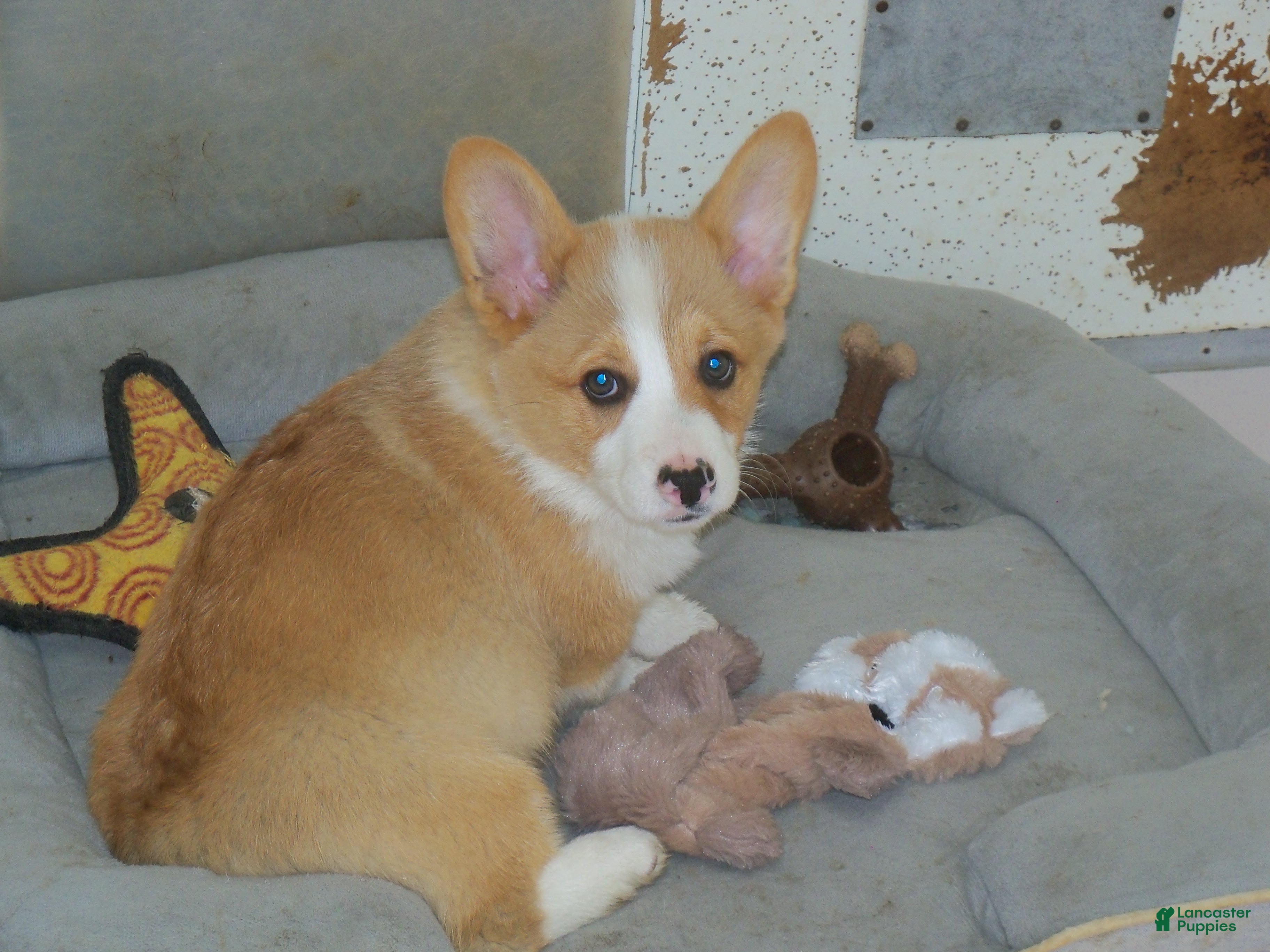 Welsh Corgi Pembroke dogs Georgie...Genetic tested - Ad 2