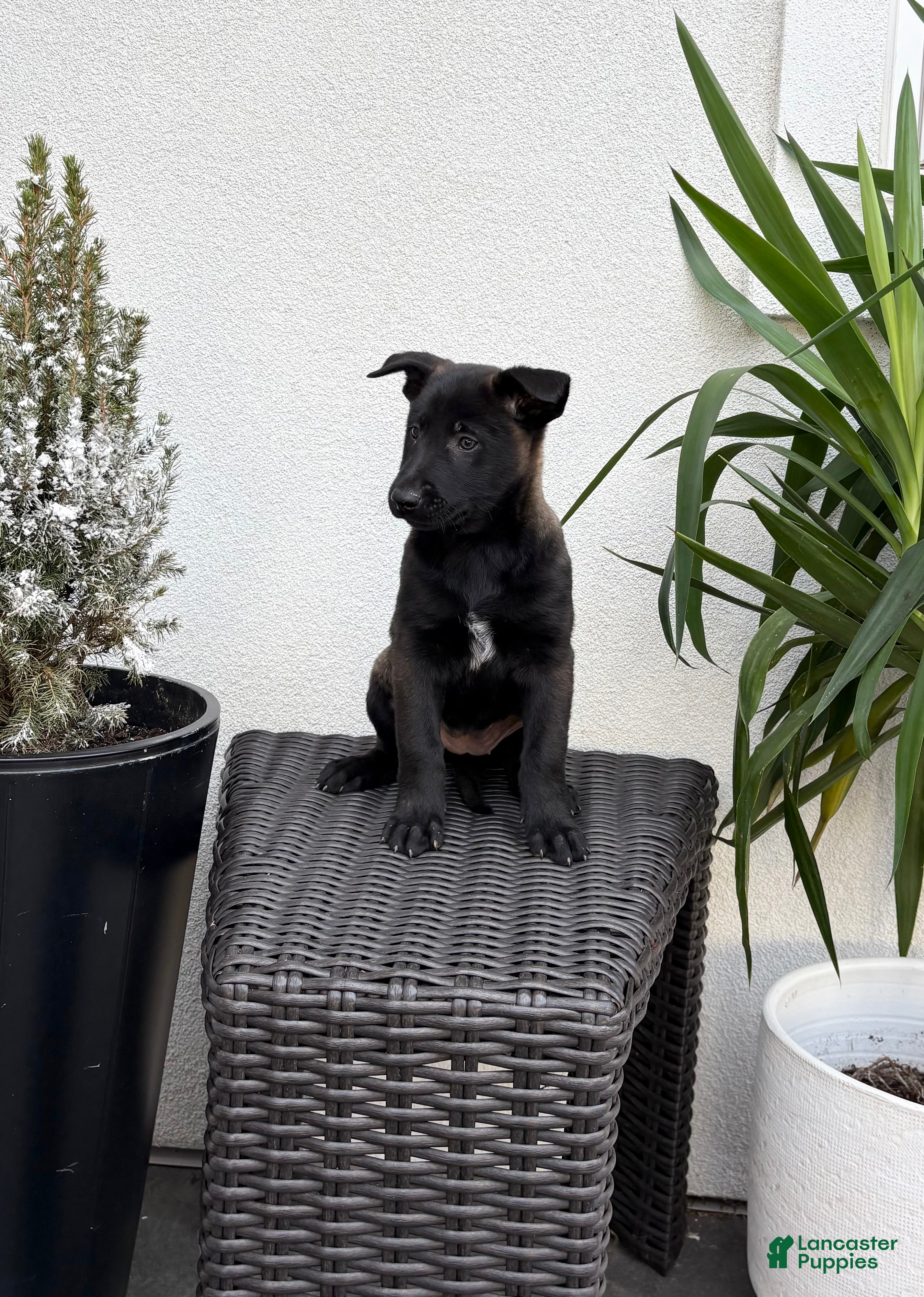 Belgian Malinois dogs Belgian Malinois Puppy (Midnight) - Ad 2