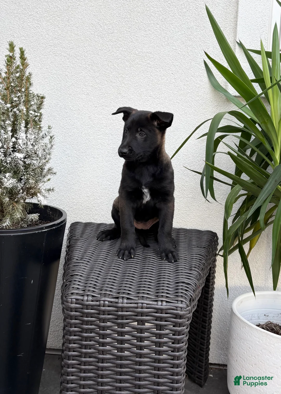 Belgian Malinois dogs for sale: Belgian Malinois Puppy (Midnight) - Ad 2