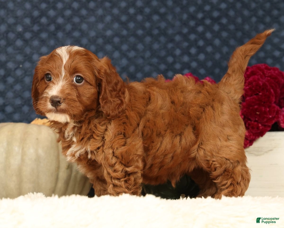 Cavapoo dogs for sale: Stanley - Ad 2