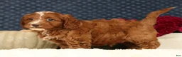 Cavapoo dogs for sale: Stanley - Ad 2