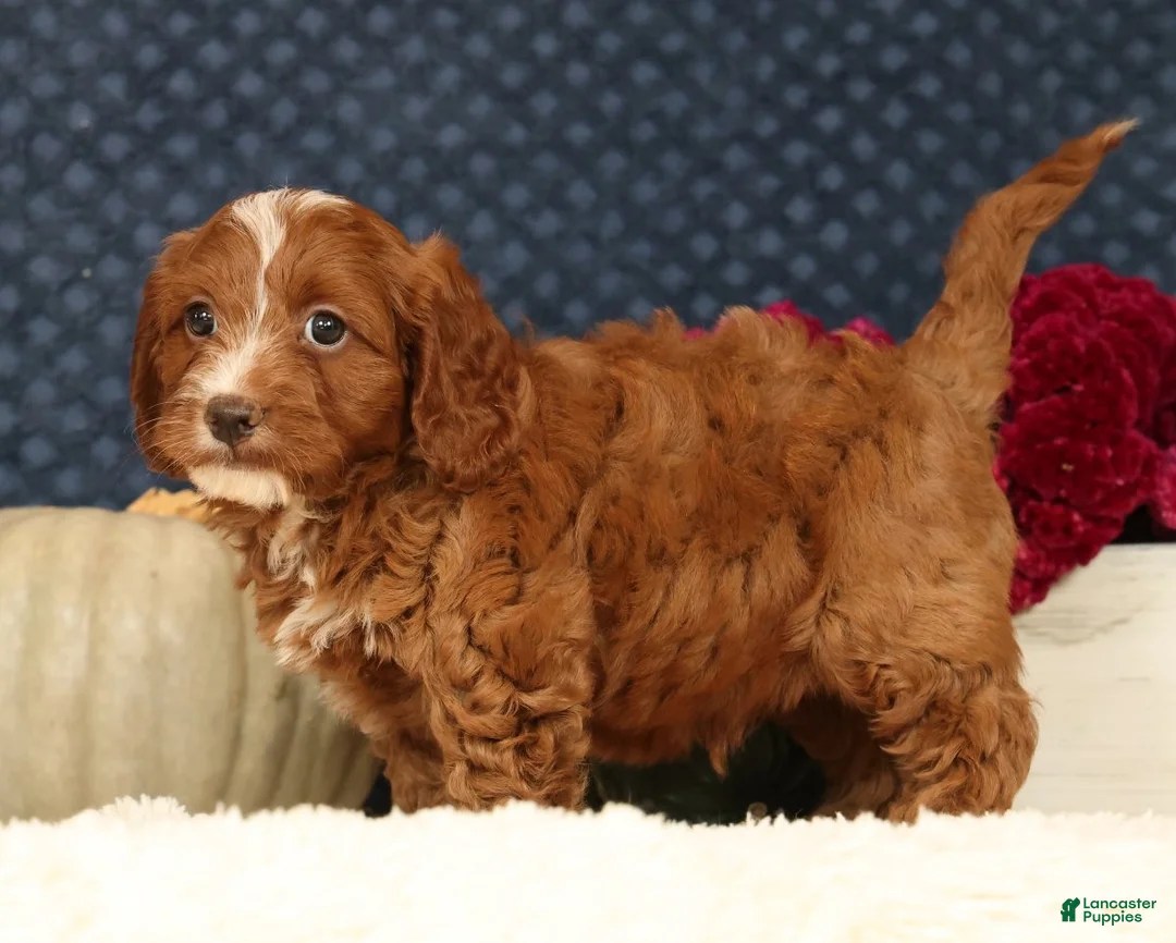 Cavapoo dogs for sale: Stanley - Ad 2