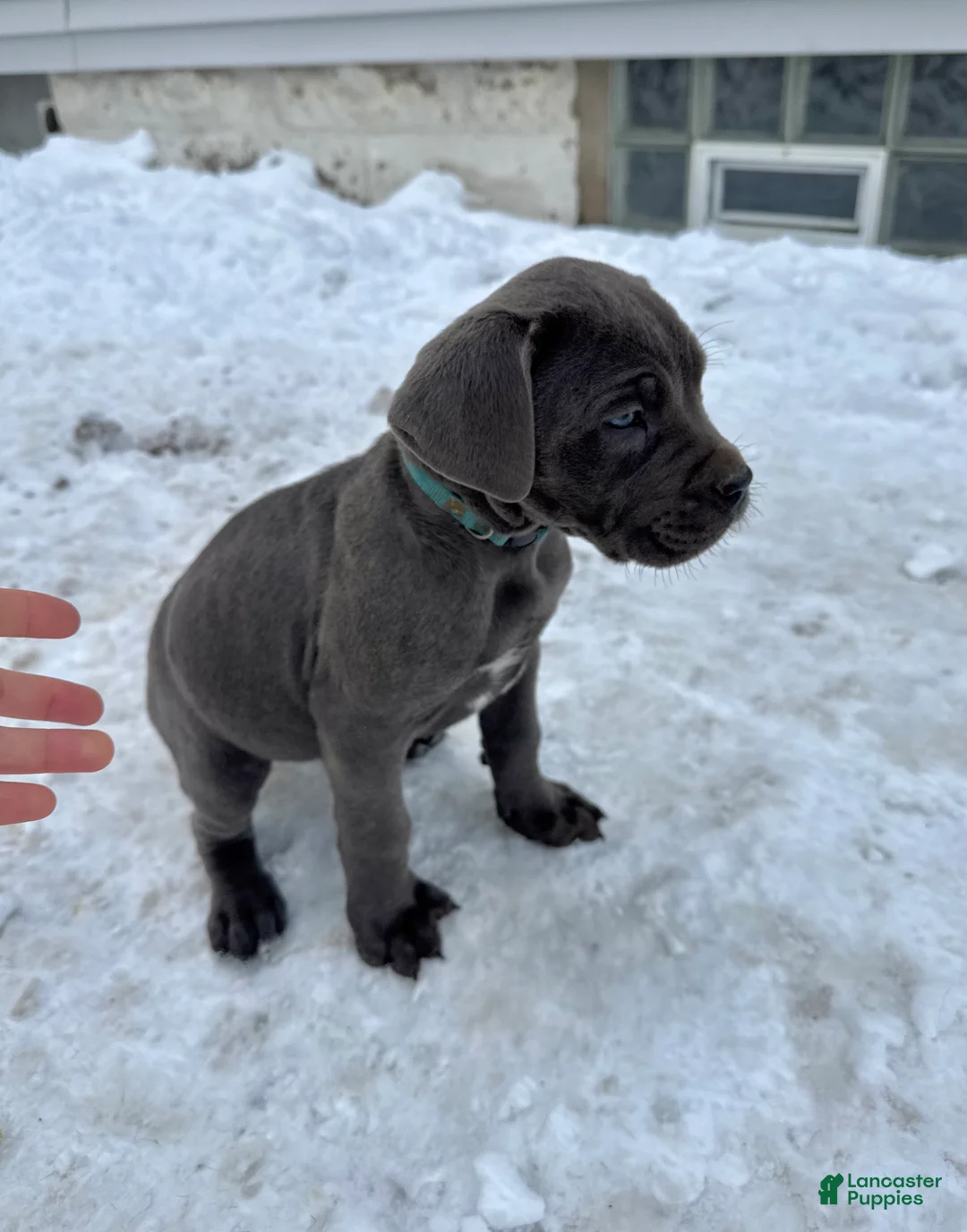 Cane Corso dogs for sale: Blue - Ad 1