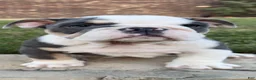 English Bulldog dogs for sale: Yoda - Ad 11