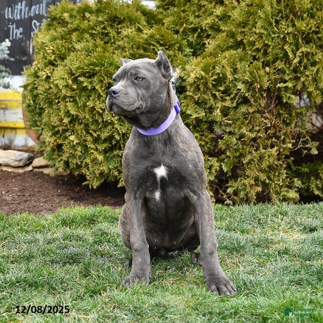 Cane Corso dogs for sale: Rosie - Ad 5