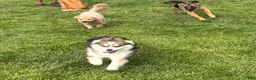 Pomsky dogs for sale: Pomsky Puppy 1 - Ad 7