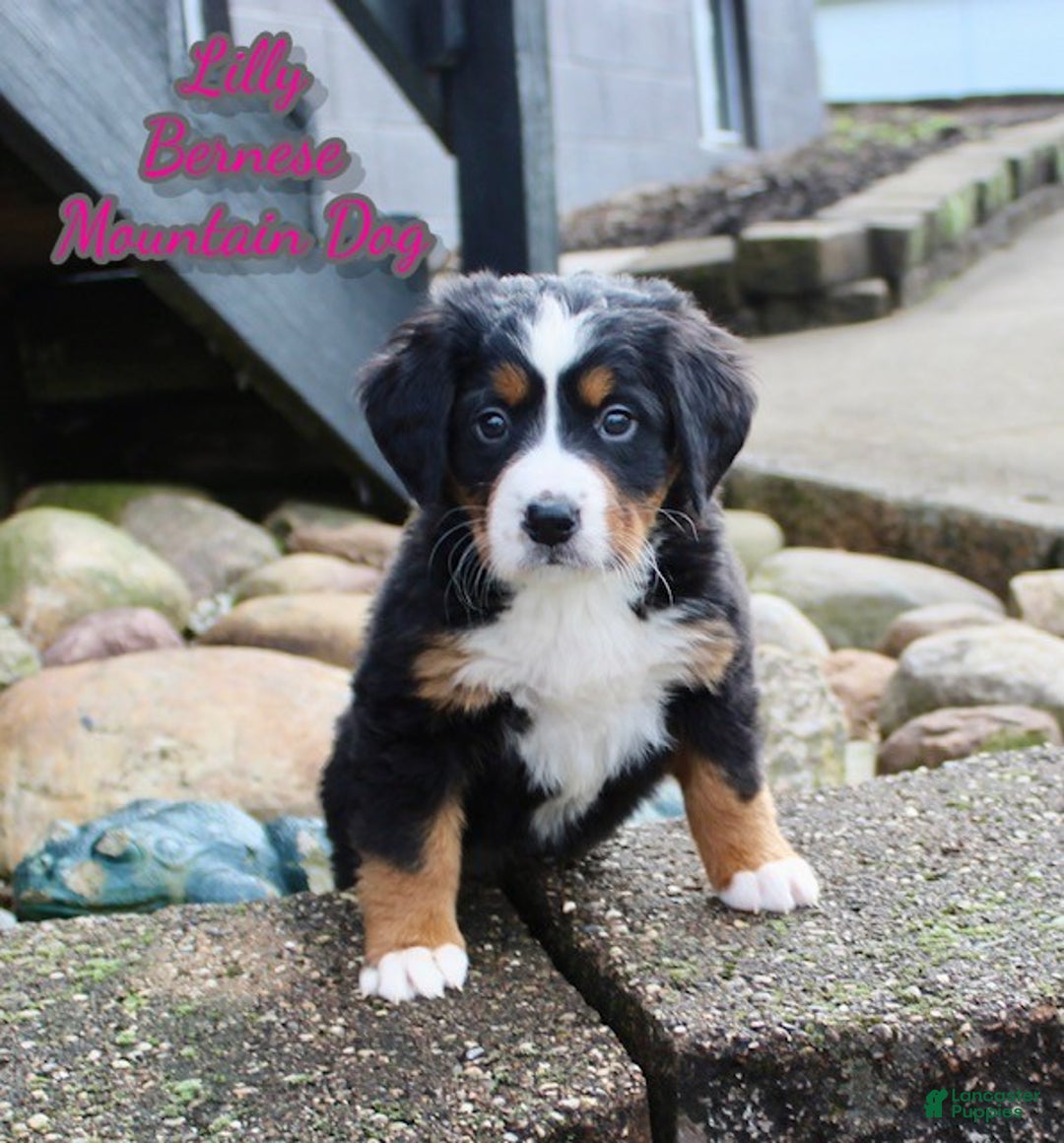 Bernese Mountain Dog dogs for sale: Lilly - Ad 1