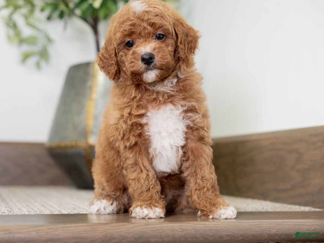 Miniature Poodle dogs for sale: Carmen - Ad 5