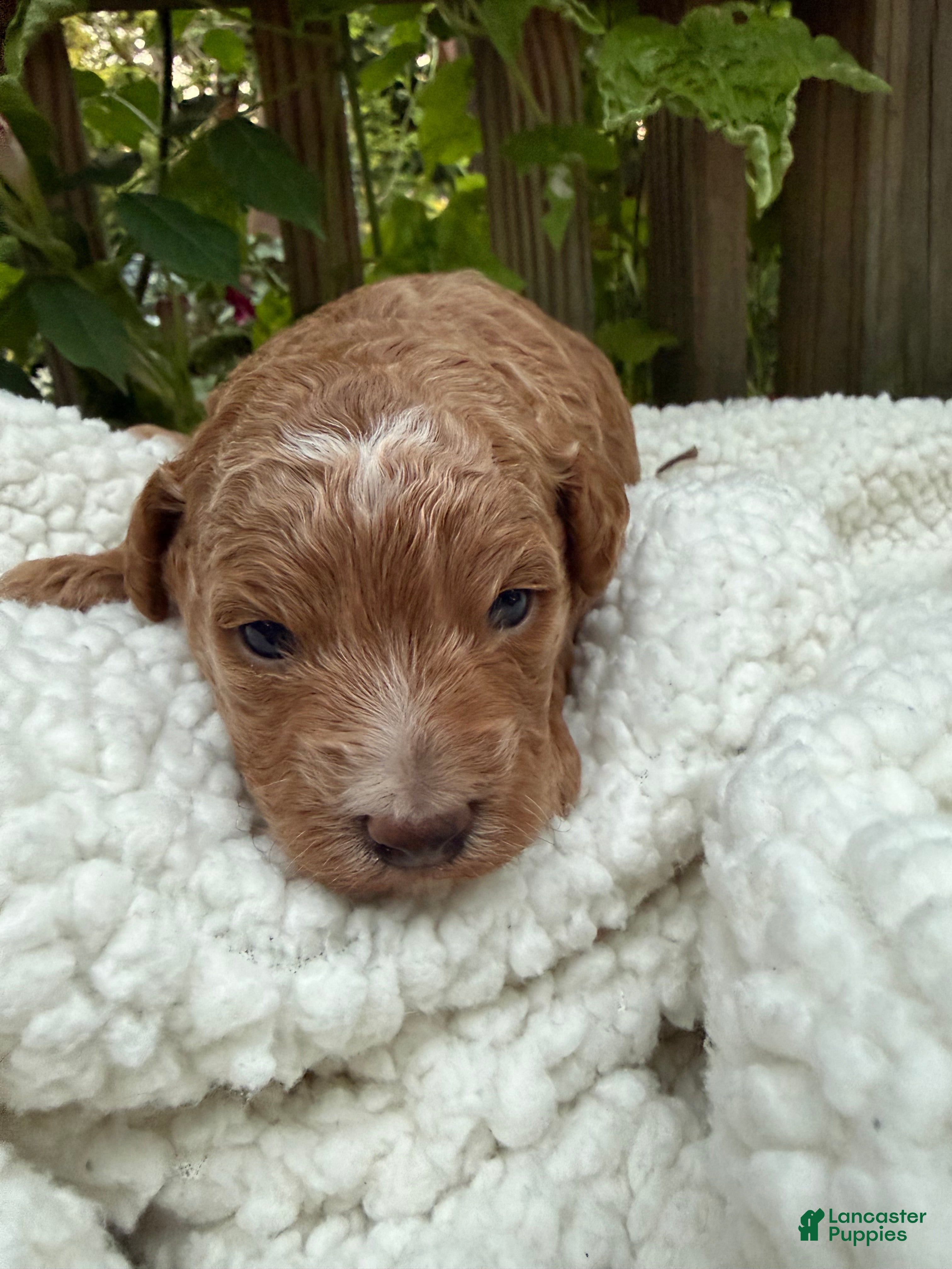 Sunny (Poochon, Female) in Ephrata, PA