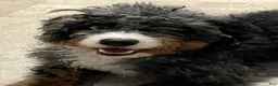 Bernedoodle dogs for sale: Bo - Ad 4